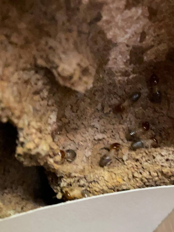 Fresh Lavation termite control treatment